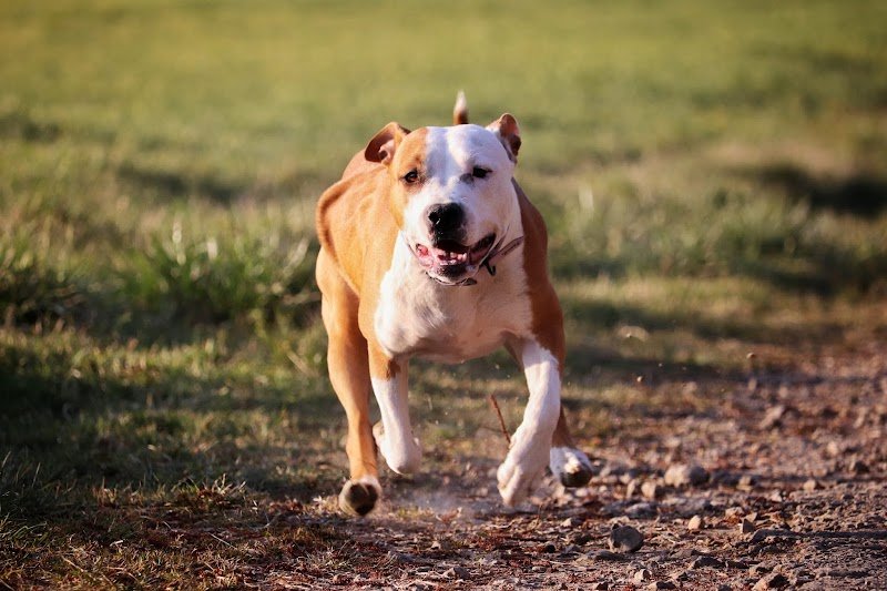 Ani'Coach - Educateur & Comportementaliste Canin & Félin - photo 2