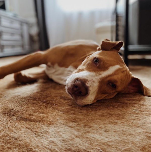 Ani'Coach - Educateur & Comportementaliste Canin & Félin - photo 3