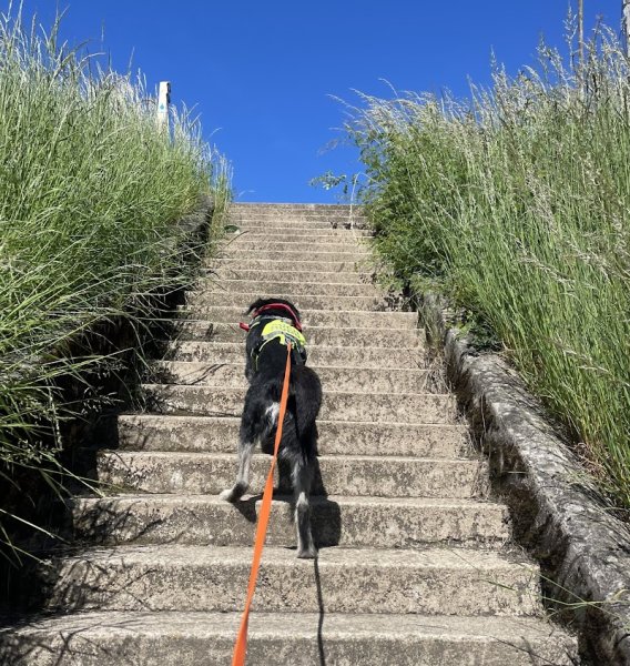 Lausmuppen Dogtraining & Mantrailing - photo 1