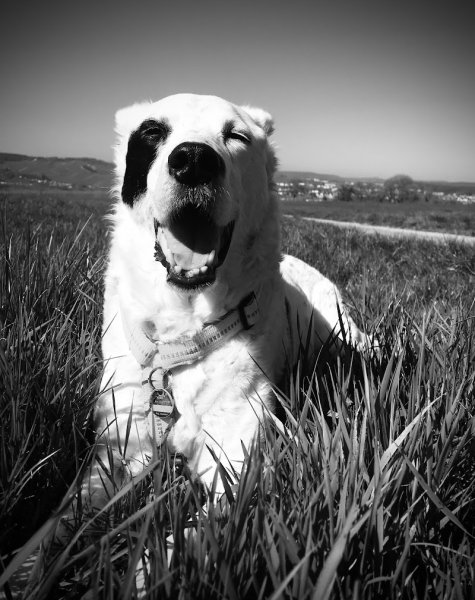 Lausmuppen Dogtraining & Mantrailing - photo 2