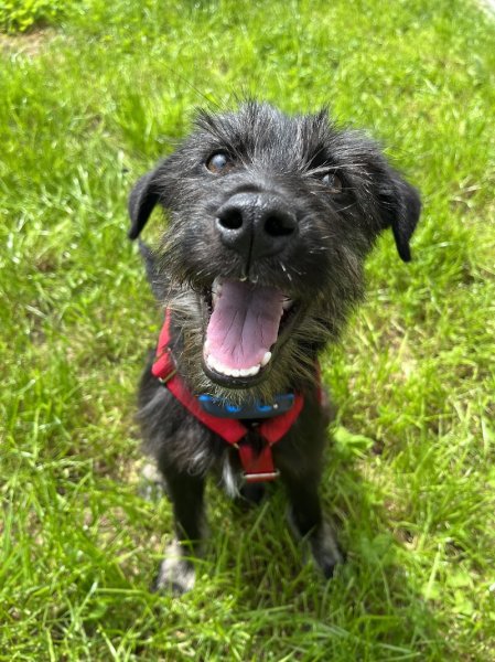 Lausmuppen Dogtraining & Mantrailing - photo 3