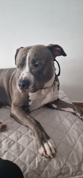 Besoins Canins – Educateur et Comportementaliste canin Yutz - photo 2