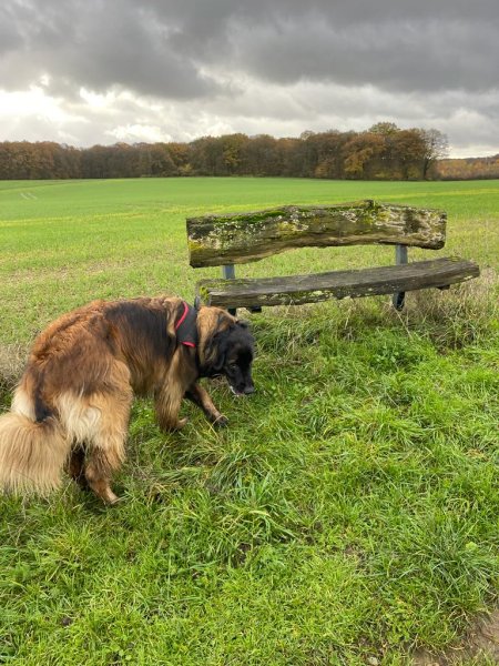 Besoins Canins – Educateur et Comportementaliste canin Yutz - photo 3