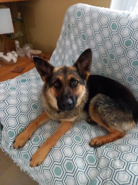 Les amis du Chien de Lamadelaine - photo 2