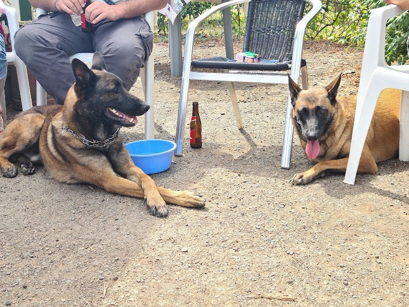 Club canin le Mechtii - photo 1