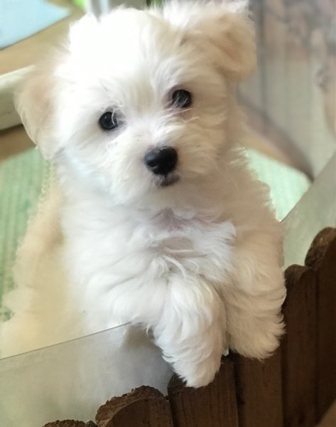 Comportementaliste animalier Georges Didier