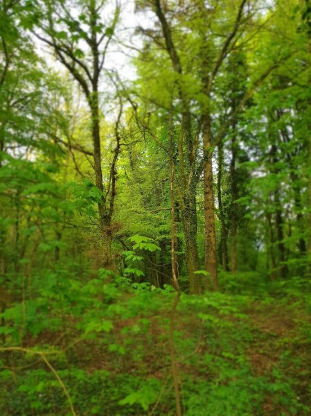 Terrain Amateurs du Chien de Race - photo 2