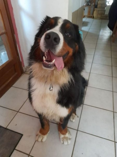 Obiwan Dog Education - photo 1