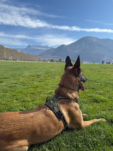 Obiwan Dog Education - photo 2