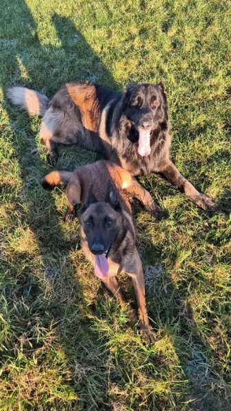 Obiwan Dog Education - photo 3