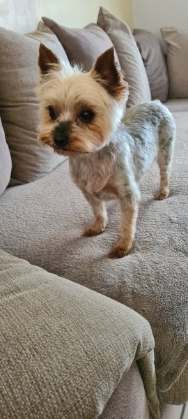 Au Chien Chic - photo 1