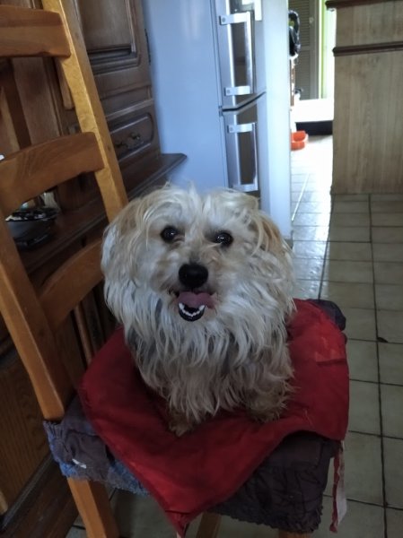 Au Chien Chic - photo 2