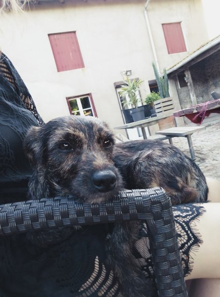 Au Chien Chic - photo 3