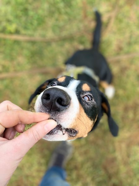 I Dog You - Petsitting et Garde d'Animaux de Compagnie à Nancy en Meurthe et Moselle (54) - Lorraine