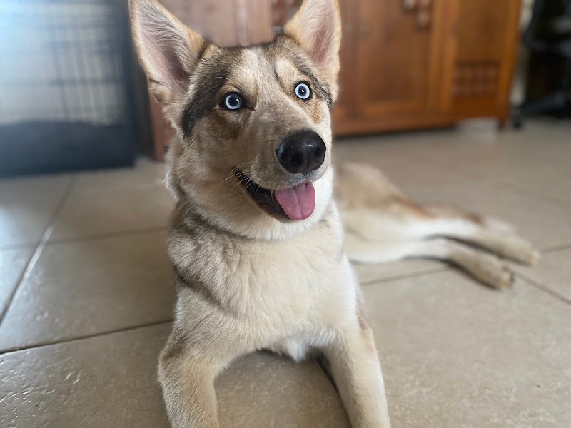 I Dog You - Petsitting et Garde d'Animaux de Compagnie à Nancy en Meurthe et Moselle (54) - Lorraine - photo 3