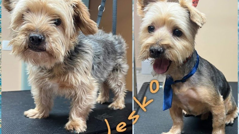 Toilettage canin O’ 4 pattes - photo 1