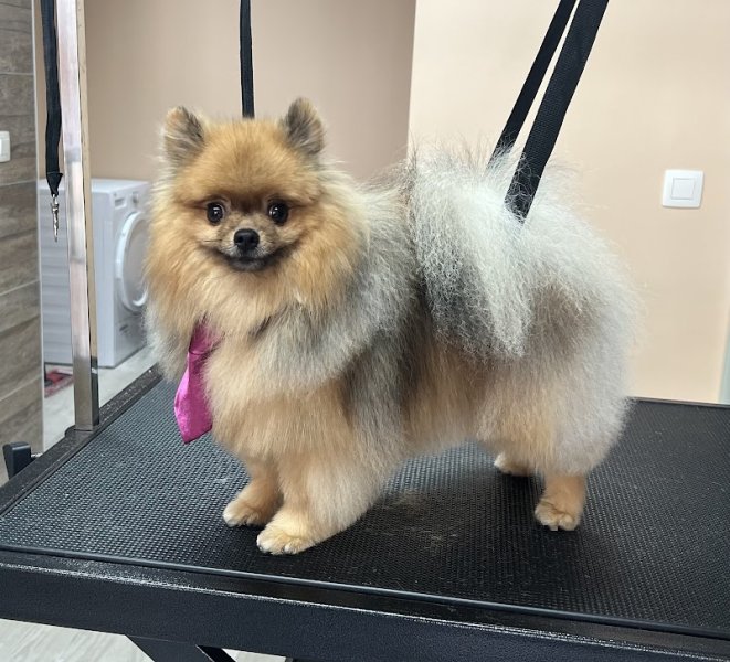 Toilettage canin O’ 4 pattes - photo 2