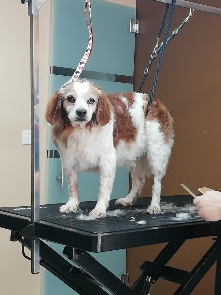 Toilettage canin O’ 4 pattes - photo 3