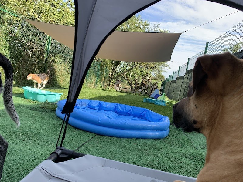 Educateur Comportementaliste canin 55 LogiK9 - Pension Partez Zen