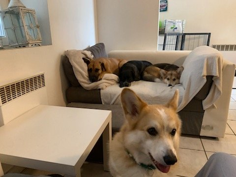 Educateur Comportementaliste canin 55 LogiK9 - Pension Partez Zen - photo 2