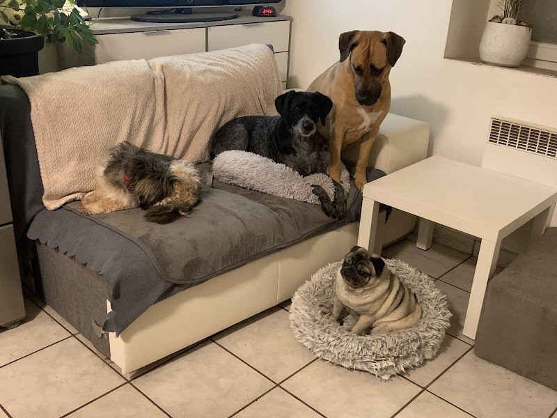 Educateur Comportementaliste canin 55 LogiK9 - Pension Partez Zen - photo 3