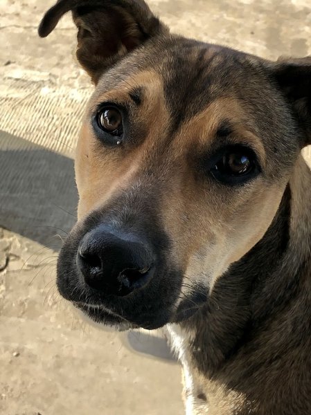 Dog's life,Educateur canin