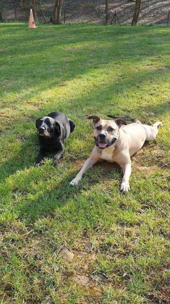 Club canin rosselange - photo 1