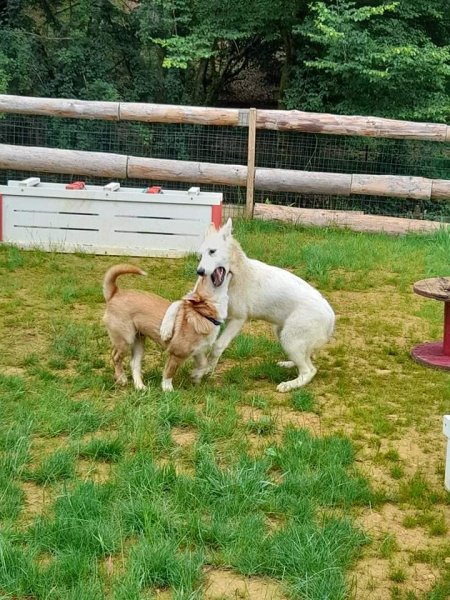 Club canin rosselange - photo 2