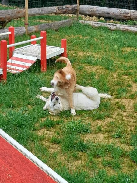 Club canin rosselange - photo 3