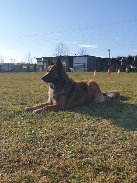 Club Canin Hayange-Ranguevaux - photo 2