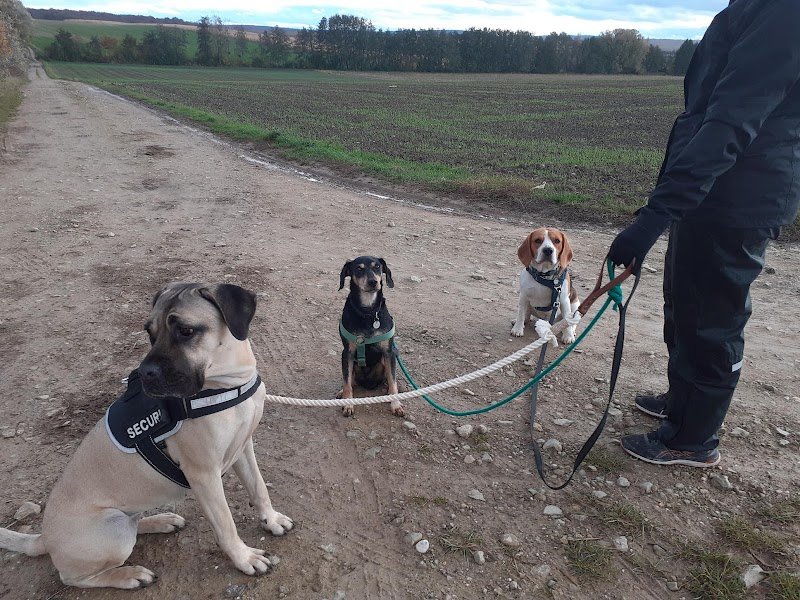 Le Chien Assis - photo 3