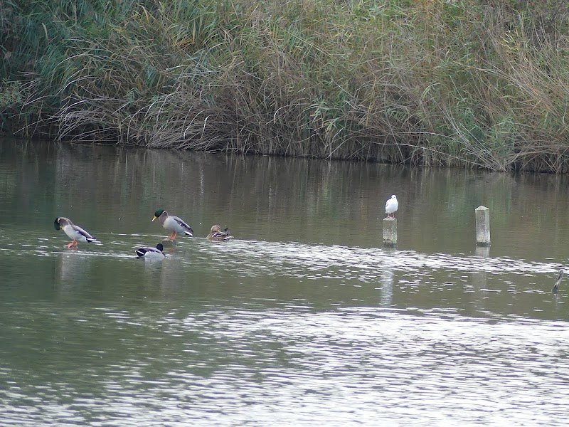 Club Canin Sommerviller - photo 1