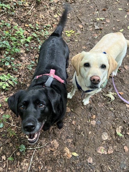 Wildleash - Dog walking & Éducation canine - photo 1