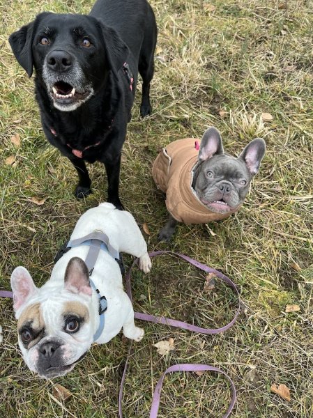 Wildleash - Dog walking & Éducation canine - photo 2