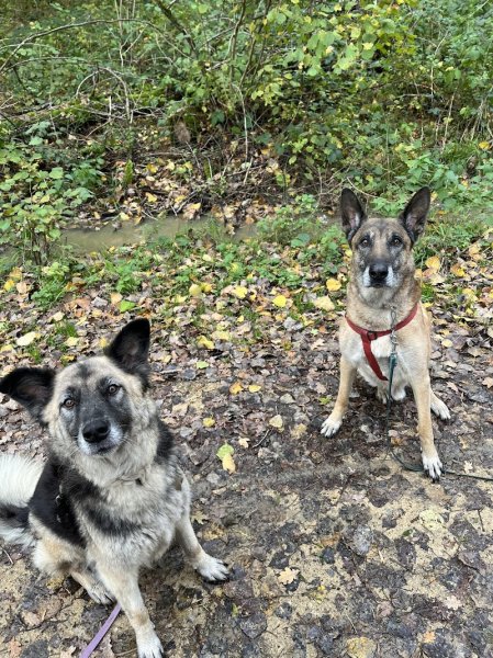 Wildleash - Dog walking & Éducation canine - photo 3