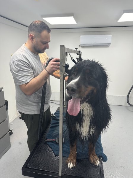 Snowdogs Lexy - photo 1