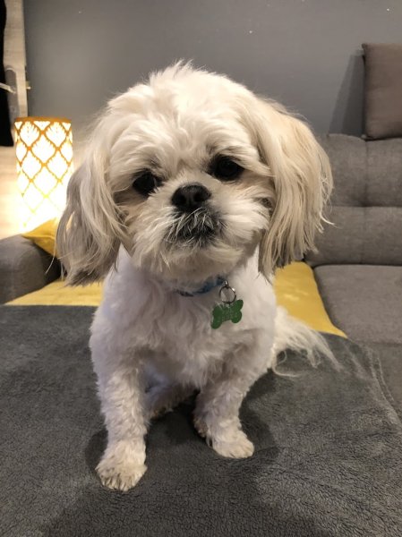 Snowdogs Lexy - photo 2