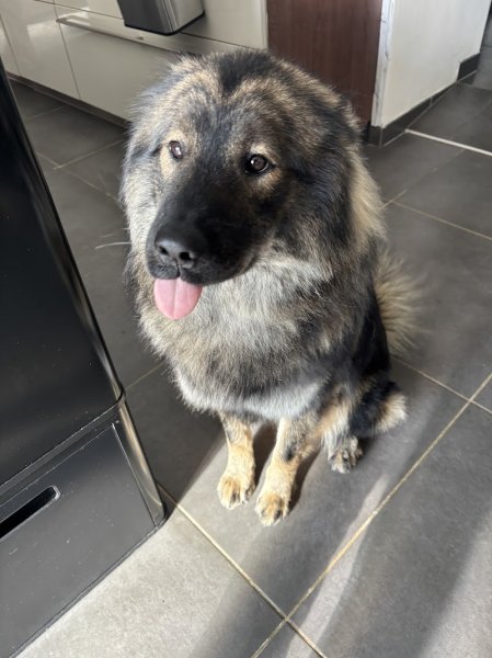 Snowdogs Lexy - photo 3