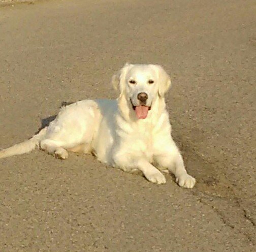 Beauty Dog - photo 2