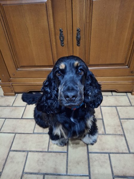 Beauty Dog - photo 3