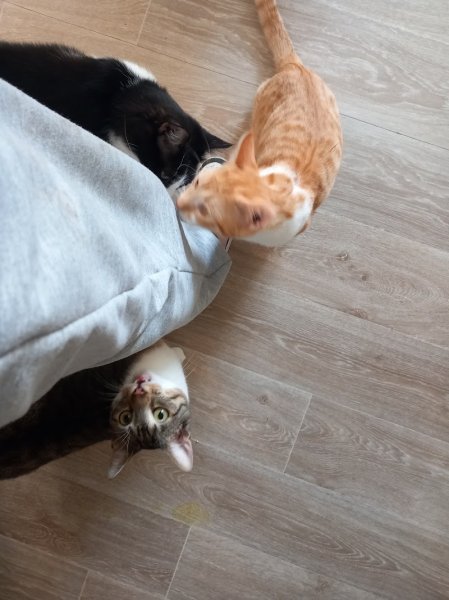 Elodog PetSitter - photo 3