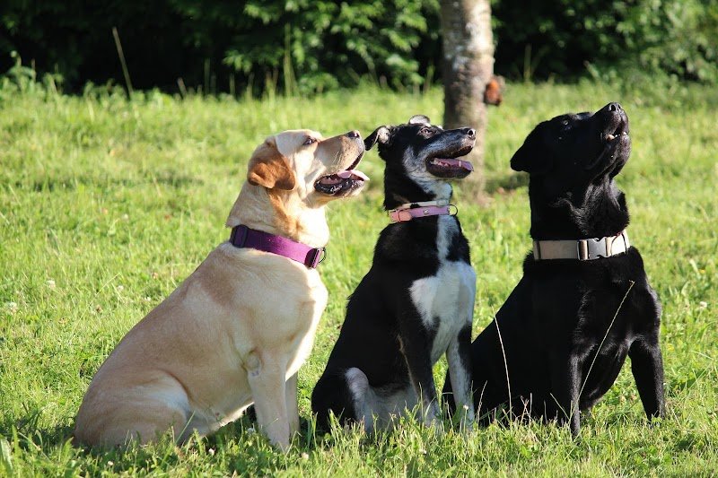Coeur de chien -Celia KERLAN