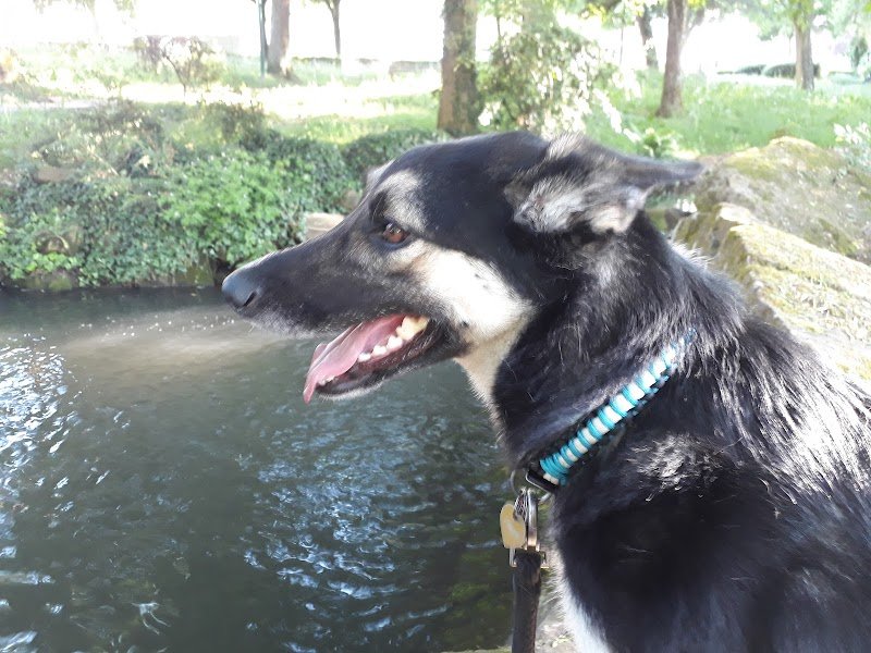 Coeur de chien -Celia KERLAN - photo 2