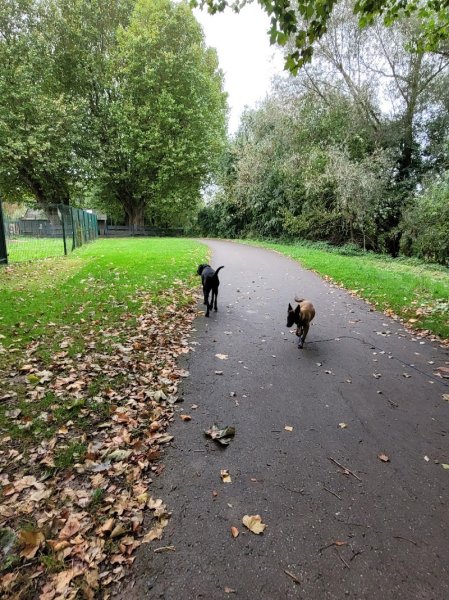 abc DOG center comportement canin - photo 2