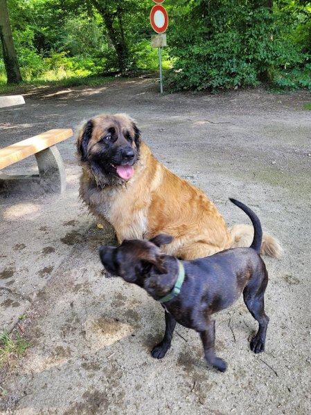 abc DOG center comportement canin - photo 3