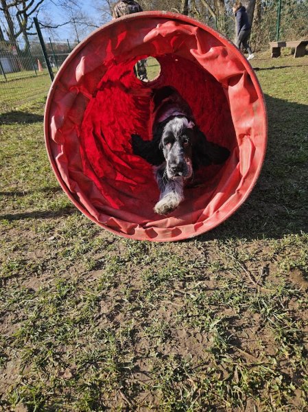 Training Club Canin Uckange - photo 2