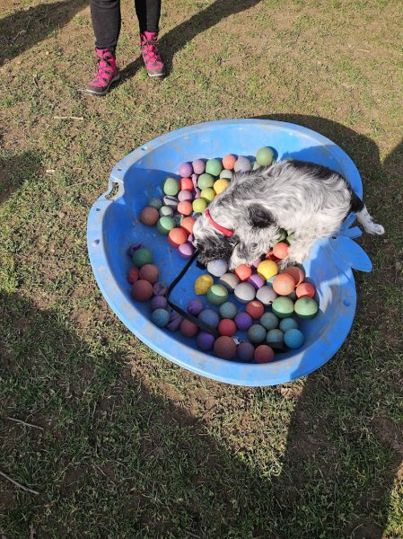 Training Club Canin Uckange - photo 3