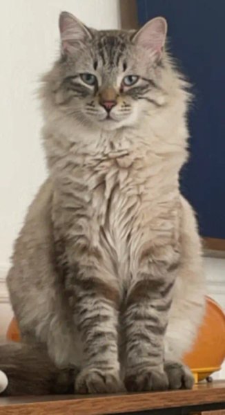 ARTISAN Canins et Félins Pétronille - photo 1