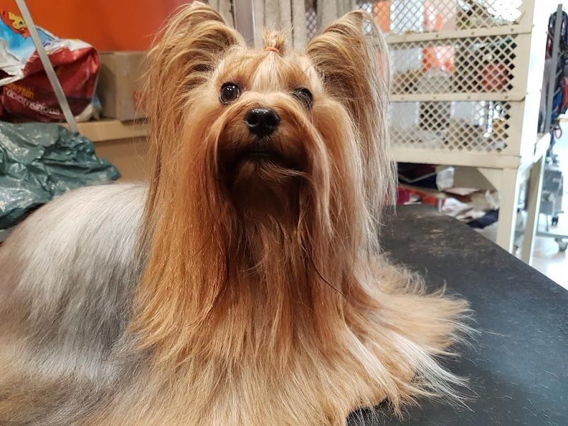 ARTISAN Canins et Félins Pétronille - photo 2