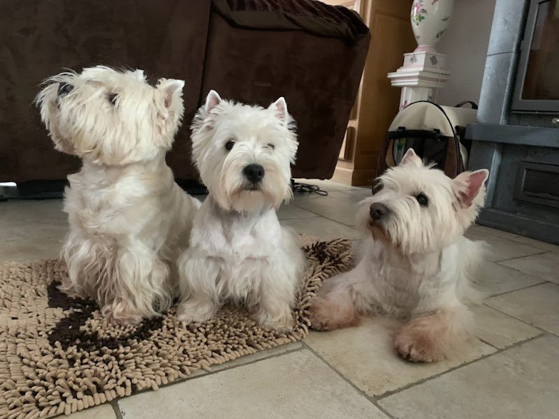 ARTISAN Canins et Félins Pétronille - photo 3